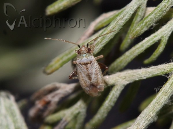 Compsidolon pumilum