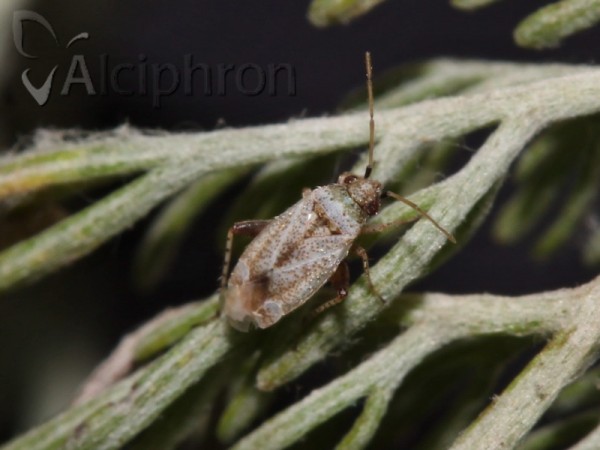 Compsidolon pumilum