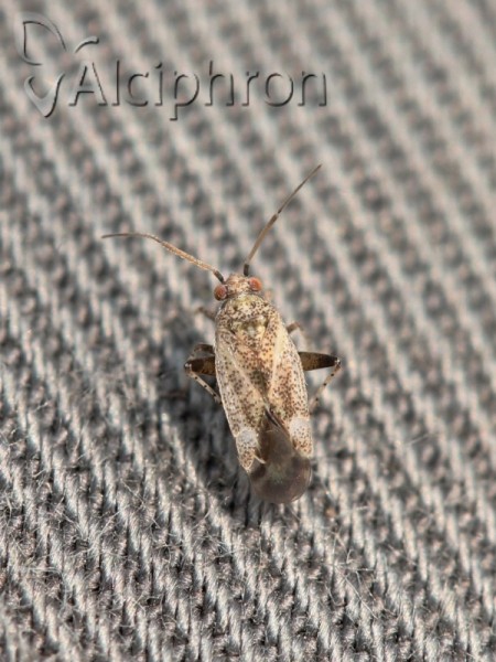 Compsidolon pumilum