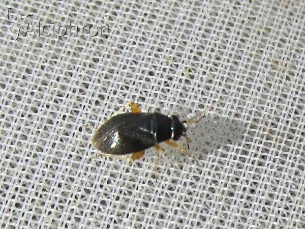 Chlamydatus pulicarius