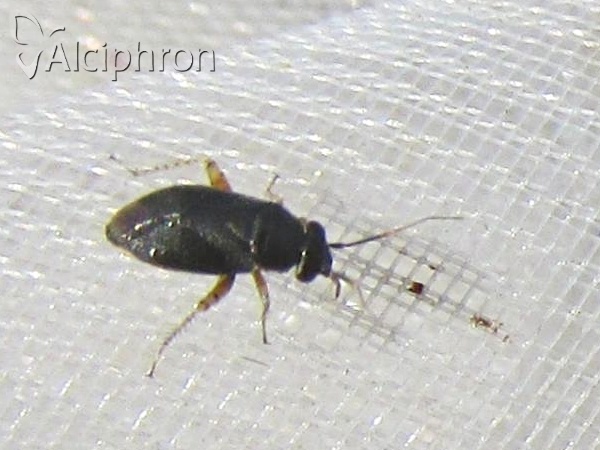 Chlamydatus pulicarius