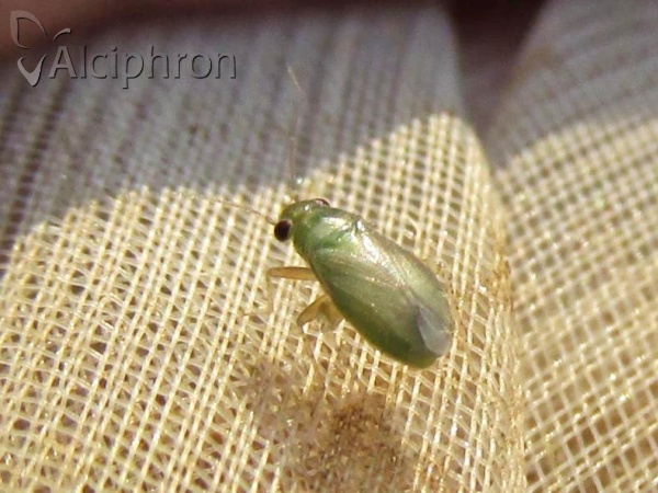 Chlamydatus pulicarius