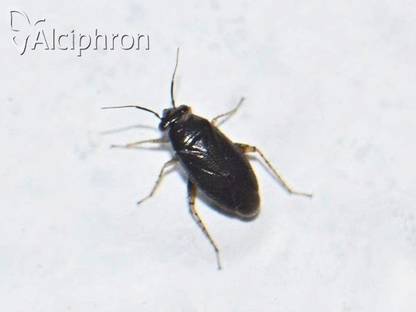 Chlamydatus pullus