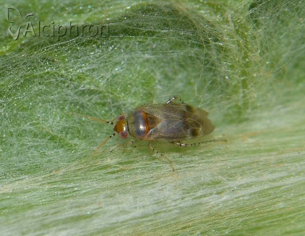 Campylomma verbasci