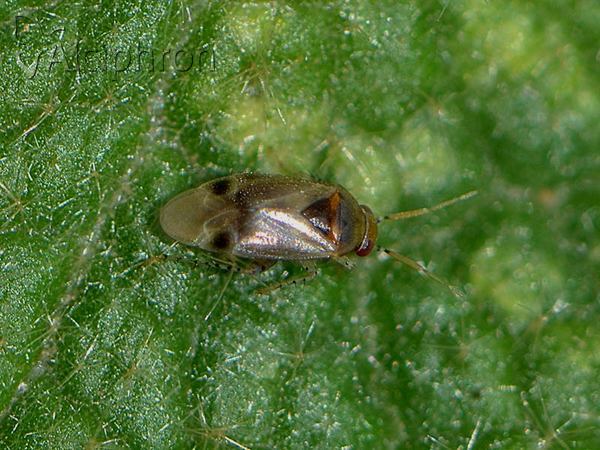 Campylomma verbasci