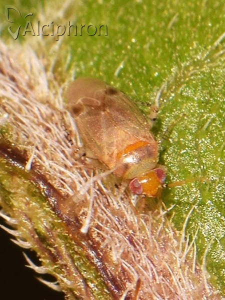 Campylomma verbasci