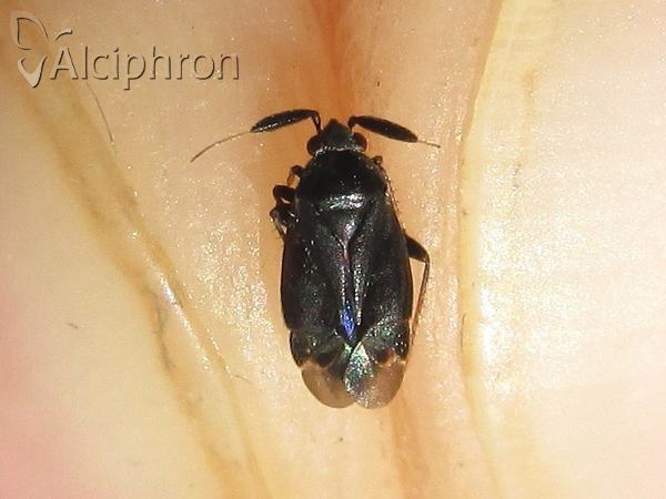Atractotomus mali