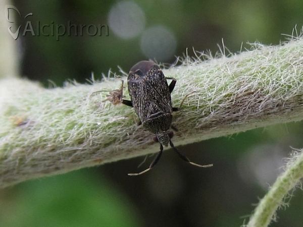 Atractotomus mali
