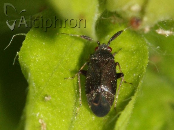 Atractotomus mali