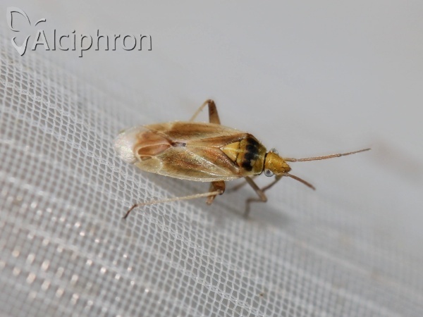 Amblytylus nasutus
