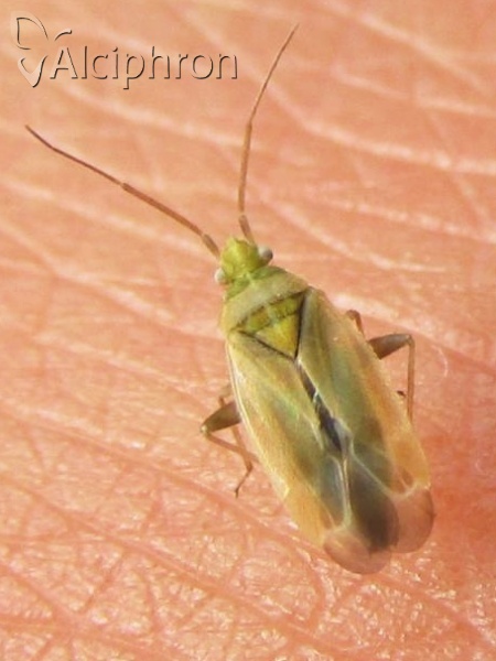 Amblytylus nasutus
