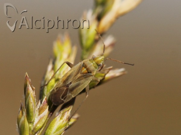 Amblytylus nasutus