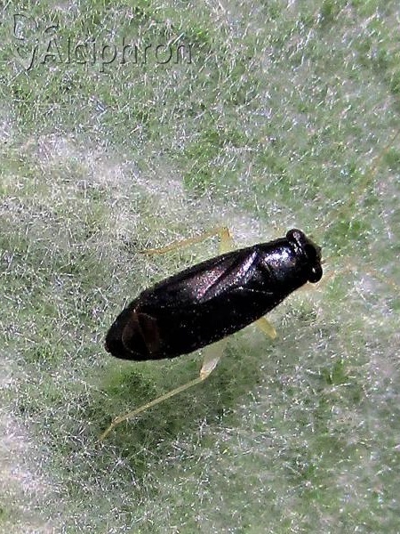 Adelphophylus balcanicus