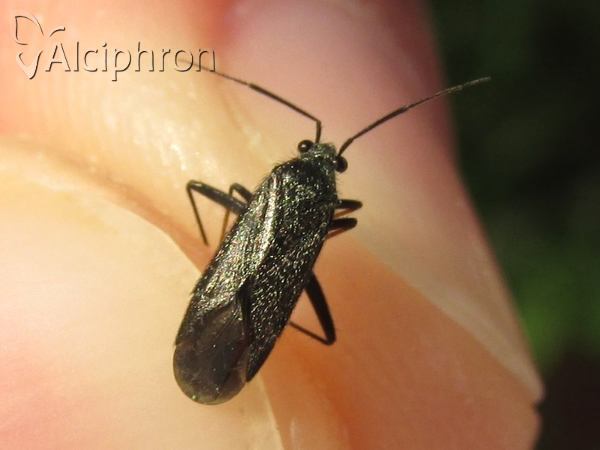 Orthocephalus saltator