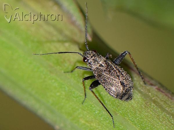 Orthocephalus saltator