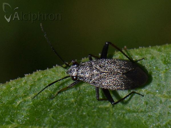Orthocephalus saltator