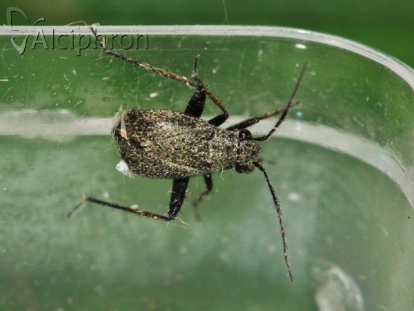 Orthocephalus saltator