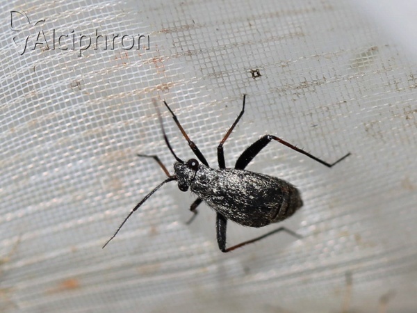 Orthocephalus saltator