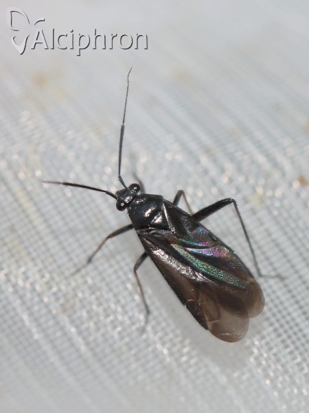 Orthocephalus saltator