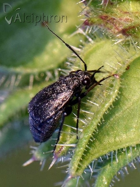 Orthocephalus saltator