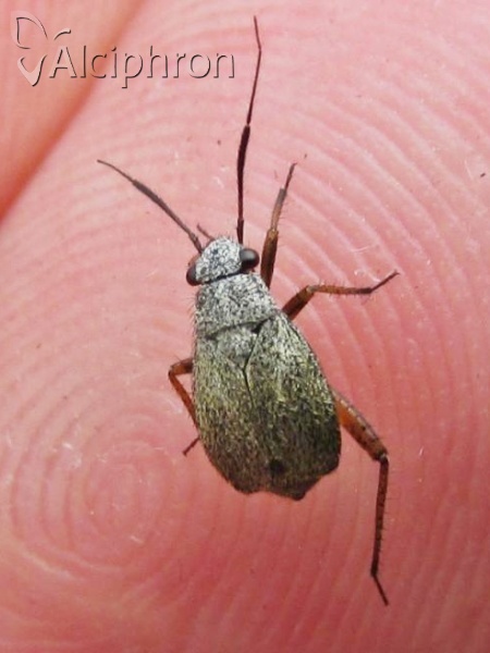 Orthocephalus vittipennis