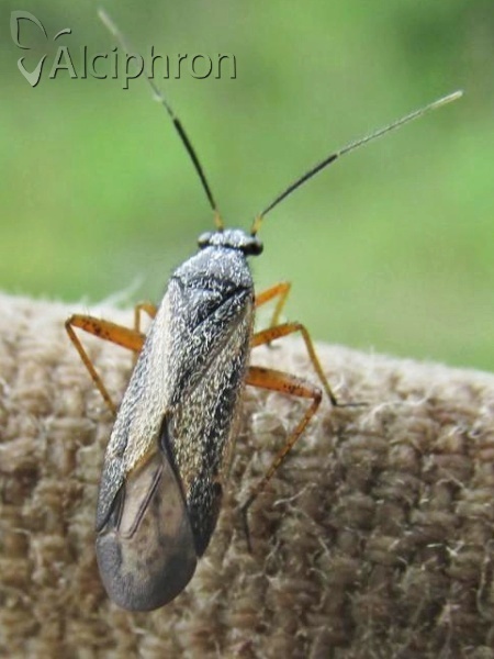 Orthocephalus vittipennis