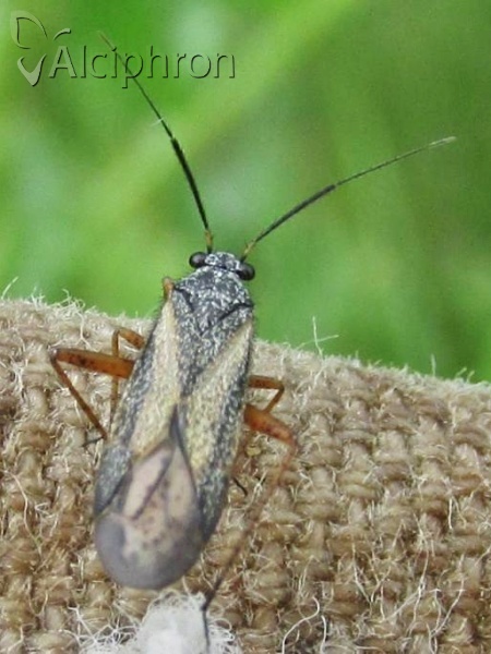 Orthocephalus vittipennis