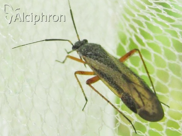 Orthocephalus vittipennis