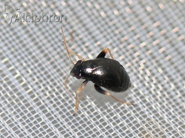 Halticus apterus
