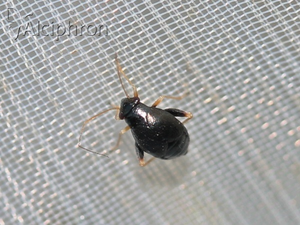 Halticus apterus