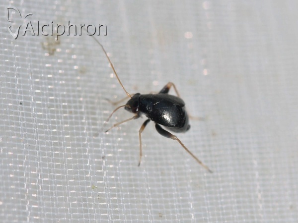 Halticus apterus