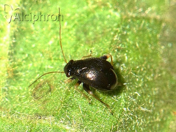 Halticus apterus