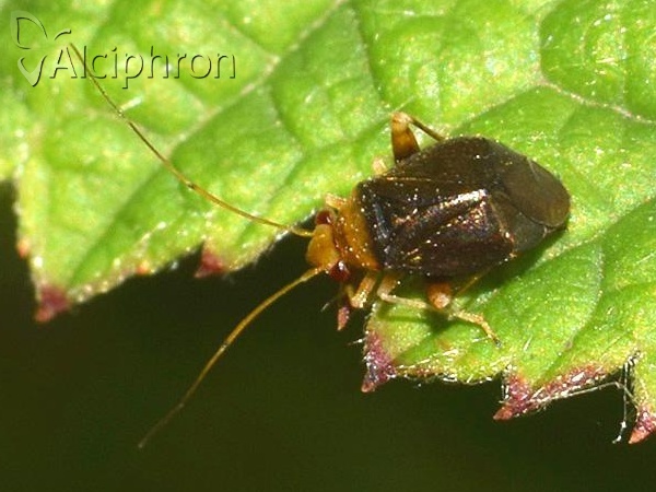 Halticus luteicollis