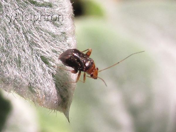 Halticus luteicollis