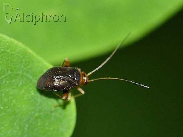 Halticus luteicollis
