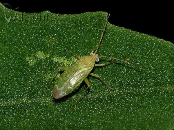 Orthotylus flavosparsus