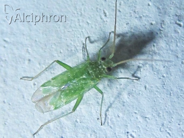 Orthotylus flavosparsus