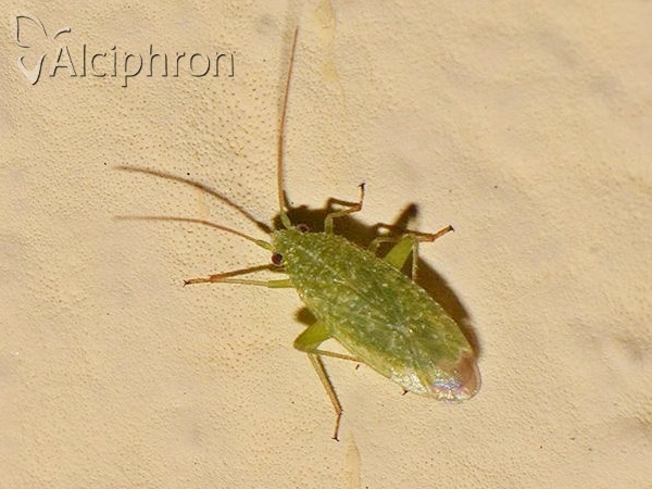 Orthotylus flavosparsus