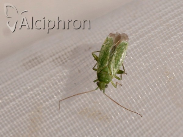 Orthotylus flavosparsus