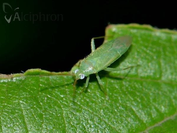 Orthotylus marginalis