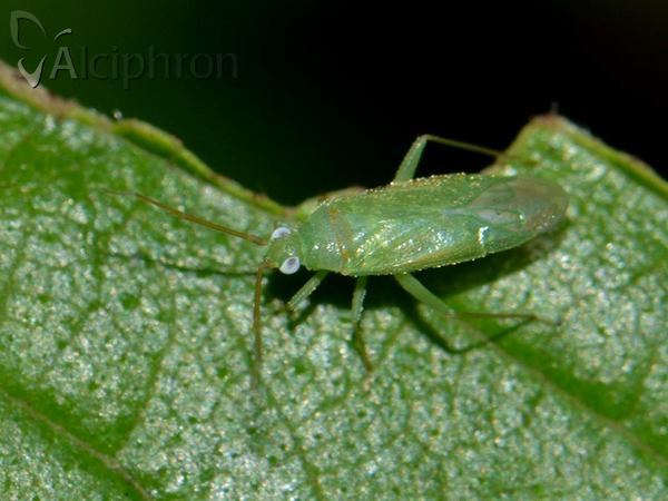 Orthotylus marginalis