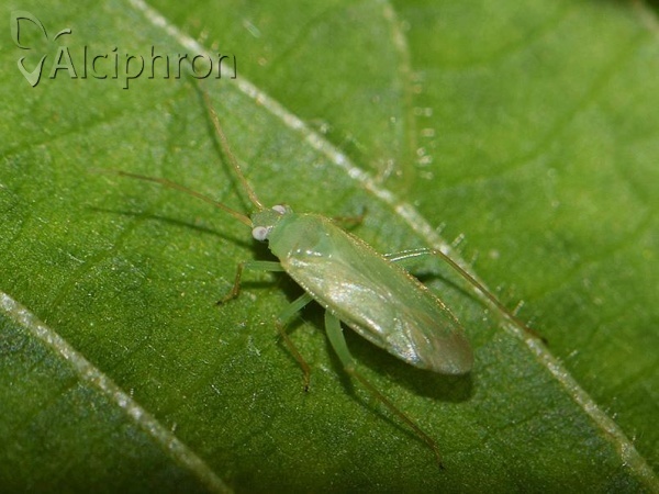 Orthotylus marginalis