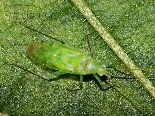Malacocoris chlorizans
