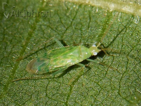 Malacocoris chlorizans