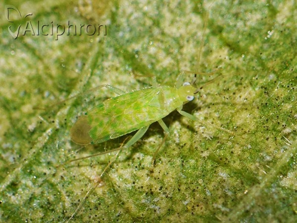 Malacocoris chlorizans