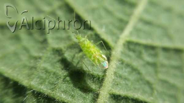 Malacocoris chlorizans