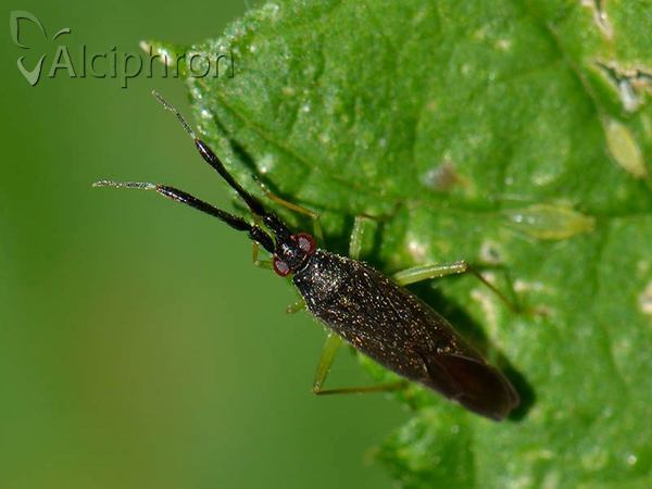 Heterotoma merioptera
