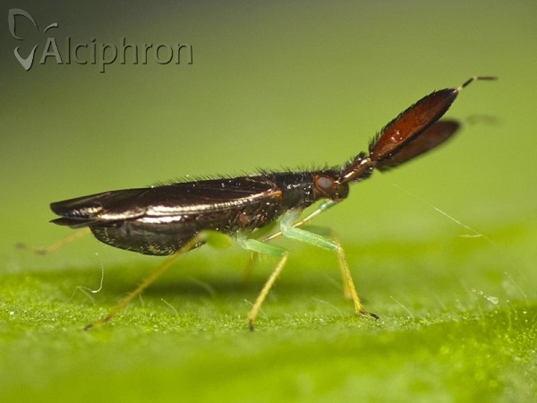 Heterotoma merioptera