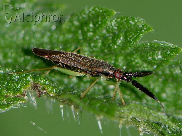 Heterotoma merioptera