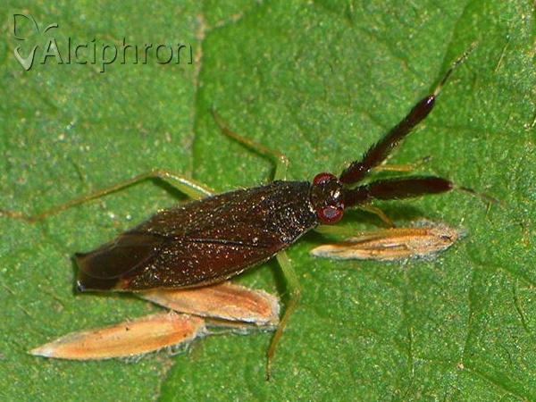 Heterotoma merioptera